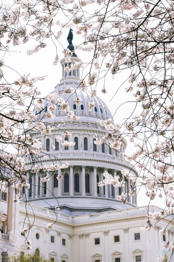 U.S. Capitol dome framed by blooming cherry blossom branches.